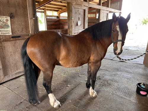 Reviewer's healthy-looking brown horse standing in a stable, mentioned in their positive Osteo-MAX review.