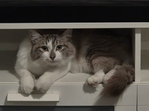 Customer photo review of 1 Month Supply – 1 Cat