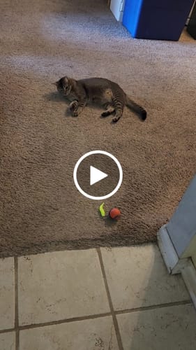 Customer video review of SPEEDY TAIL 2.0