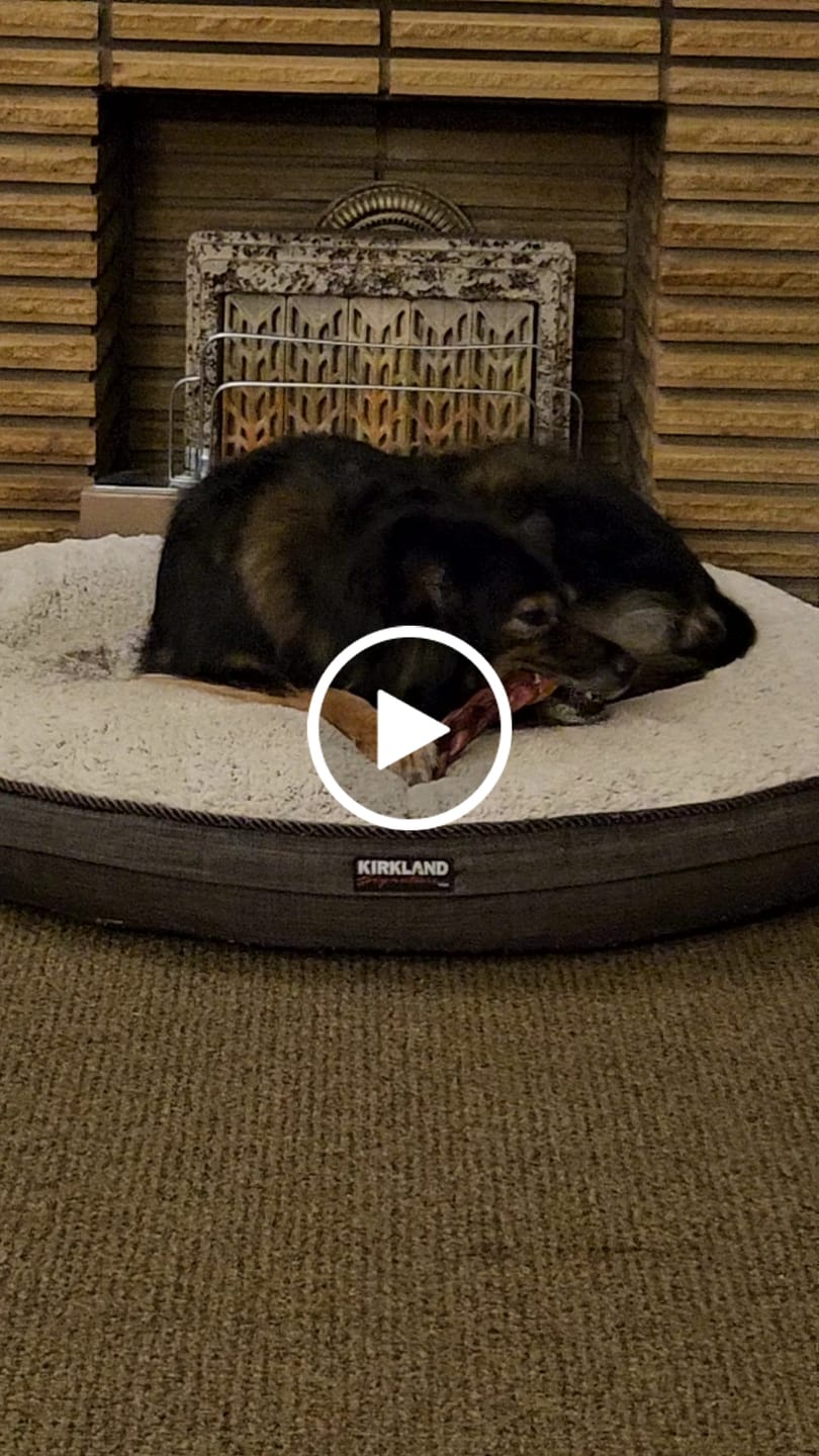 Customer video review of 12 Inch Jumbo Braided Bully Stick