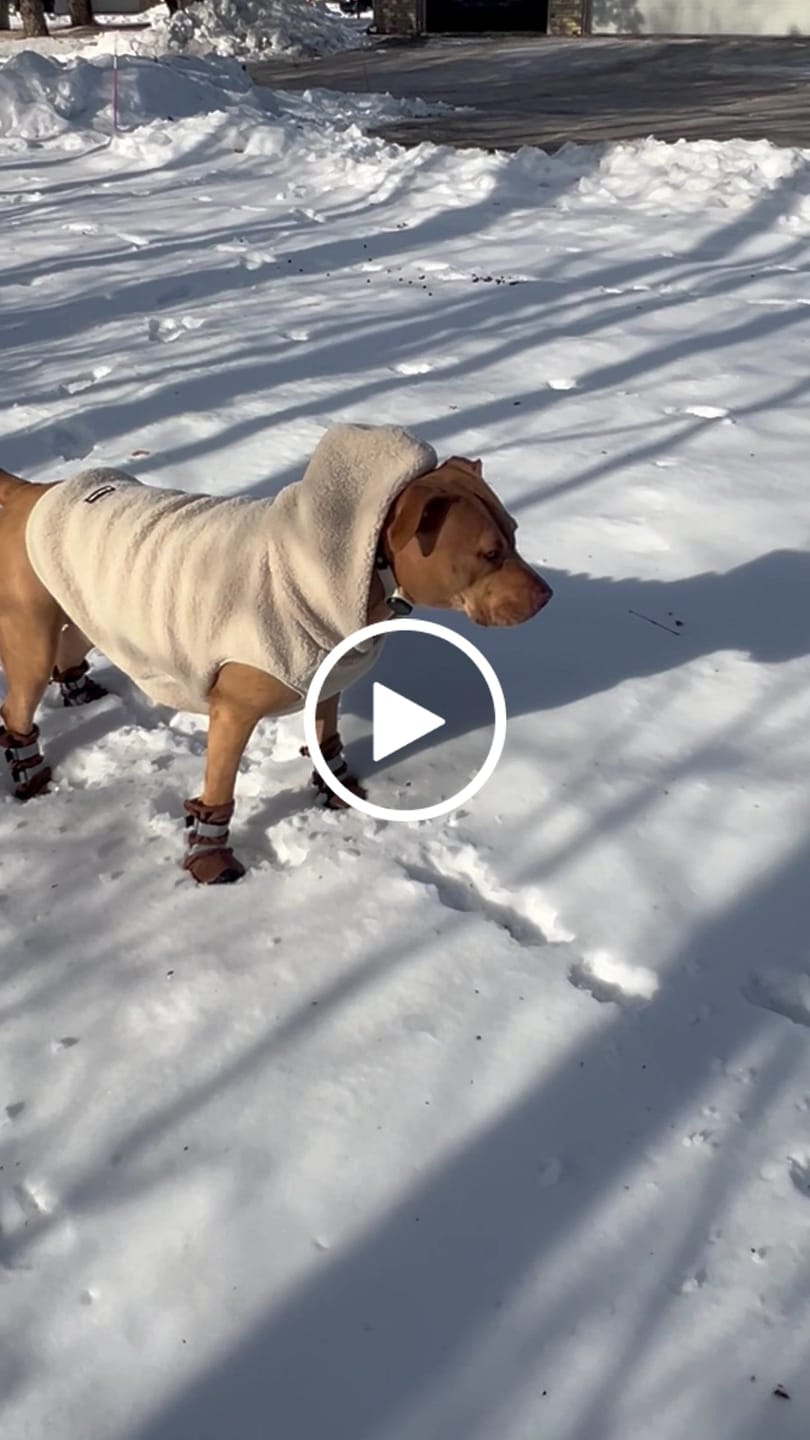 Customer video review of Flex Shell Waterproof Dog Boots - Brown