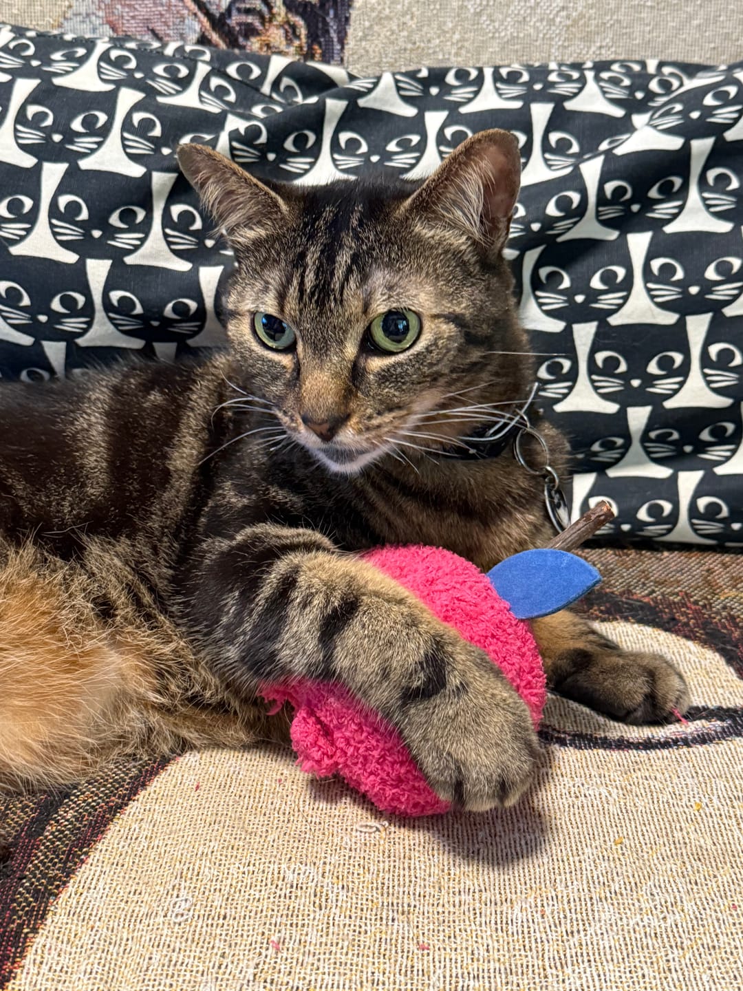 Customer photo review of Michu Silver Vine Plush Toys - Onion Puff, Pearly Pear & Avocutie | Adorable Cat Chew & Play