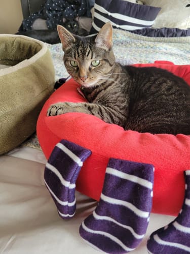 Customer photo review of 2x Blisso Advanced Cat Probiotic | Cat Probiotic for Diarrhea & Kidney Support