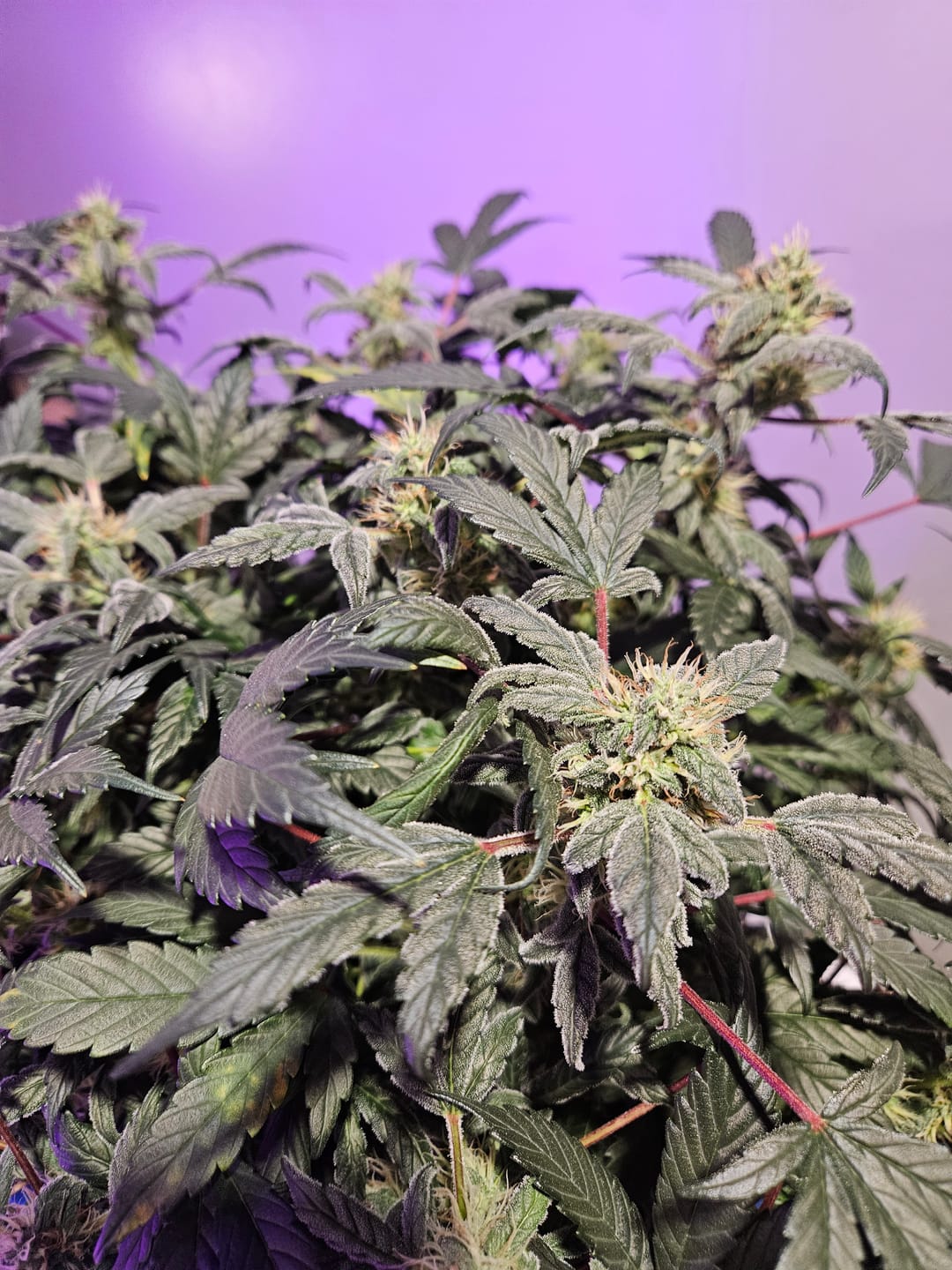 Customer photo review of Alien Cookies Autoflower Seeds
