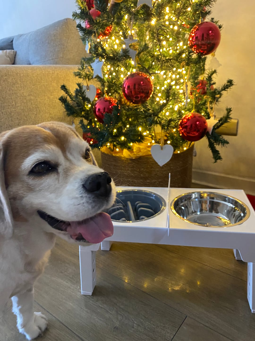 Customer photo review of Comedero Elevado THE DOGS Postura correcta en cada comida