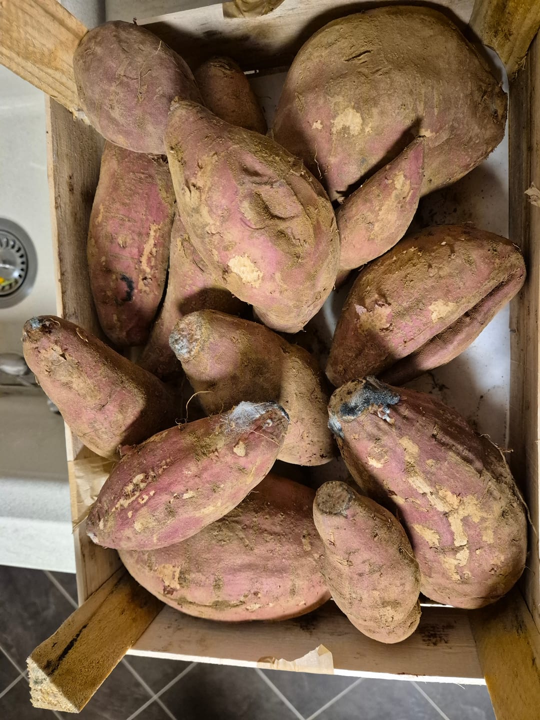 Customer photo review of Süsskartoffel violett "Okinawa" Bio & Demeter
