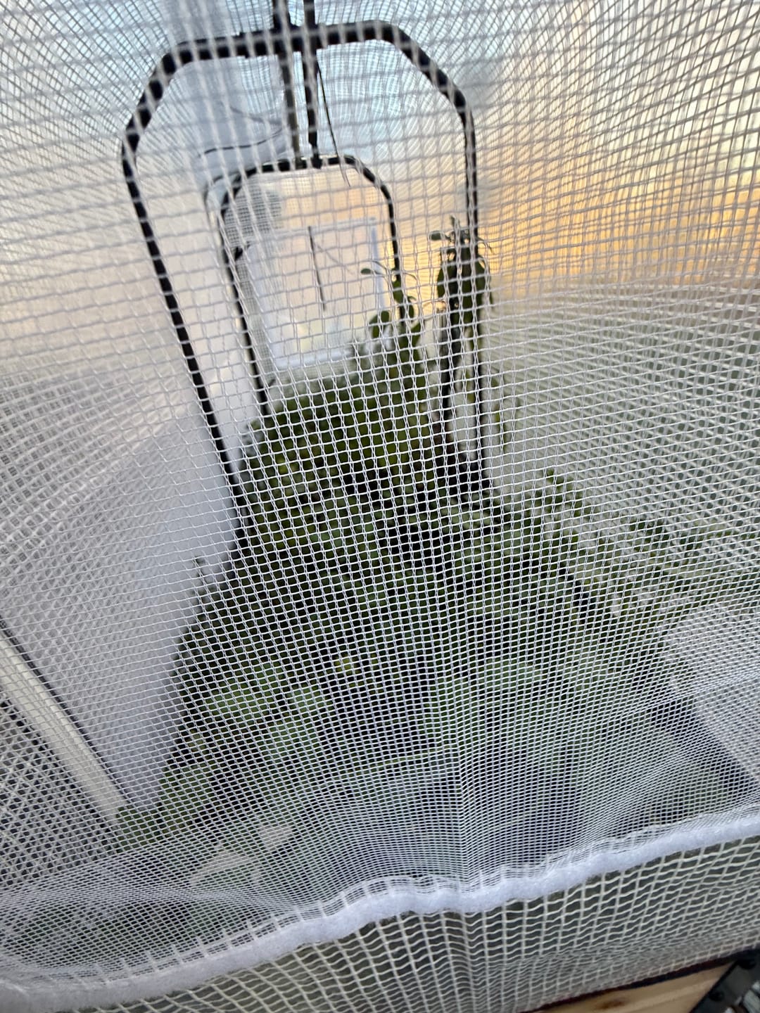 Customer photo review of Greenhouse Cover