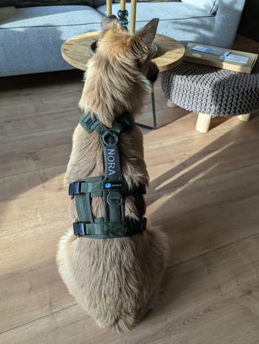 Customer photo review of Escape Proof Dog Harness SAFETY Olive | AnnyX