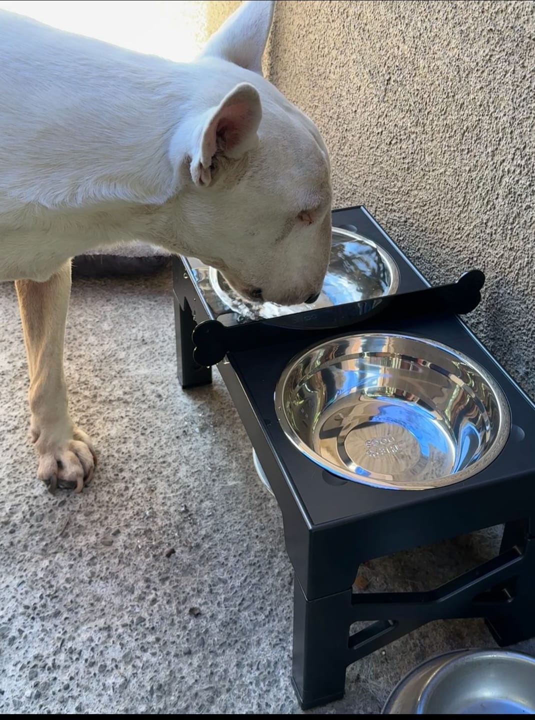 Customer photo review of Comedero Elevado THE DOGS Postura correcta en cada comida
