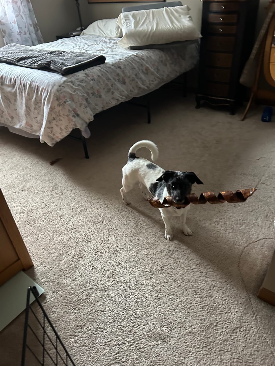 Customer photo review of 12 Inch Standard Braided Bully Stick