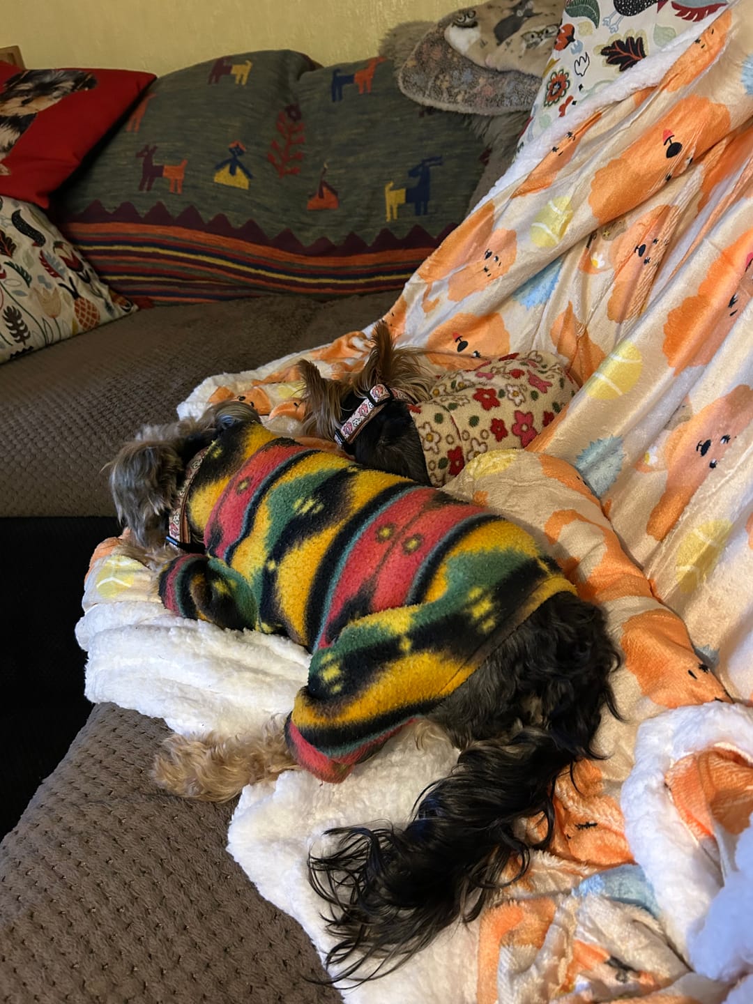 Customer photo review of Hooman Blankie - Curly Club Collection