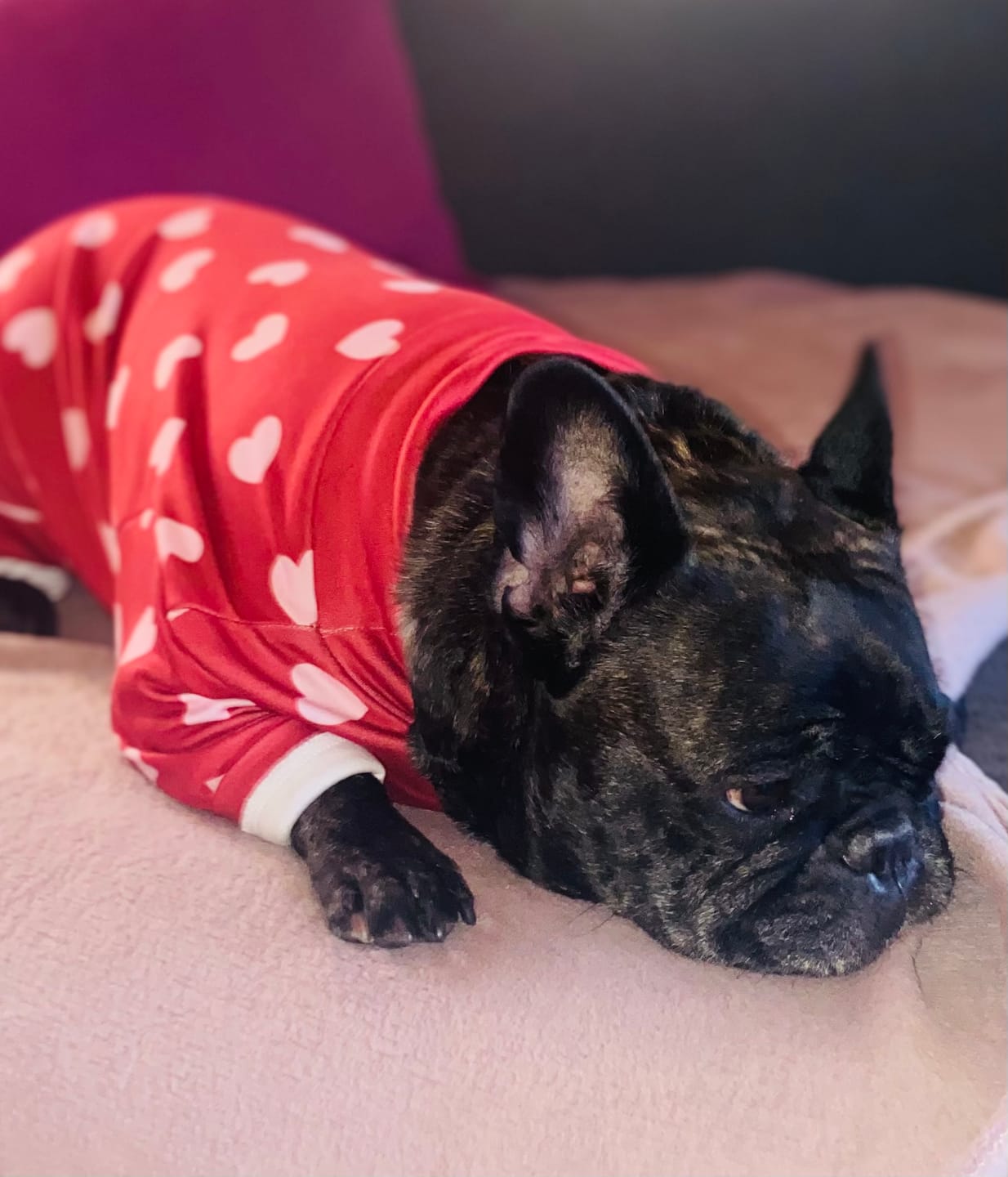 Customer photo review of Dog Pajama - Red Hearts