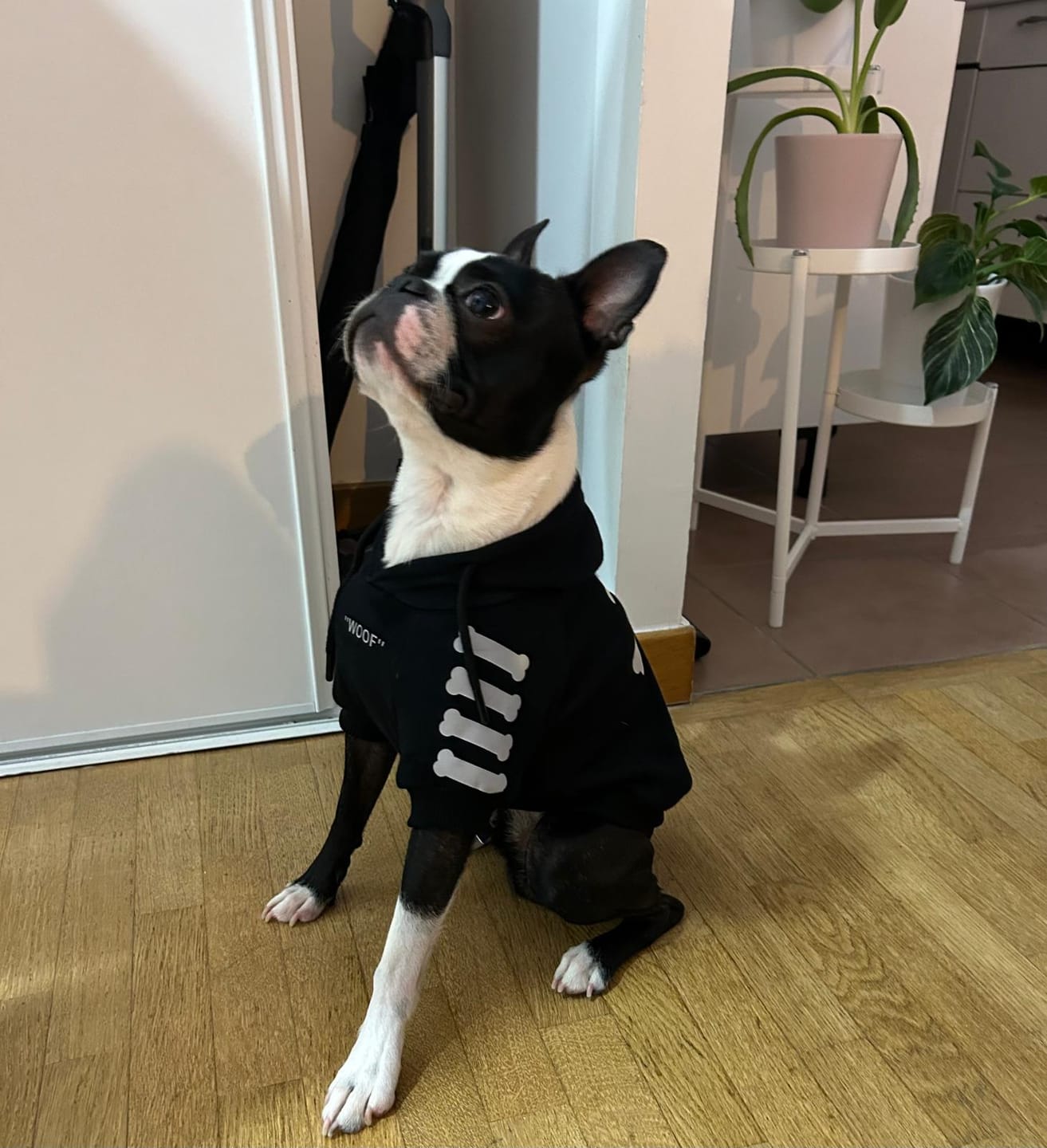 Customer photo review of Dog Hoodie Prints