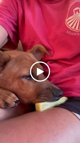 Customer video review of Long-Lasting Yak Chews — 6 Flavor Pack