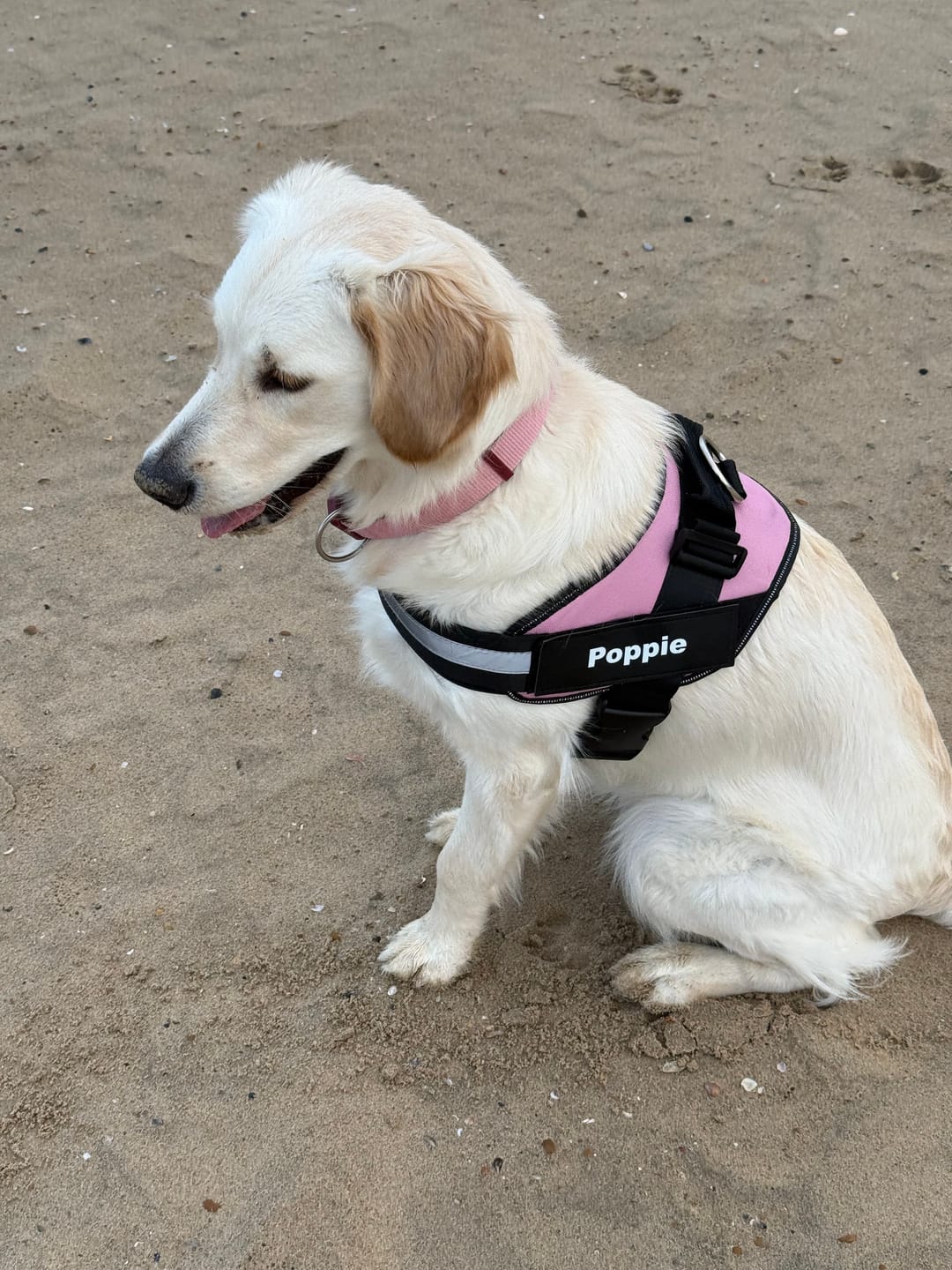 Customer photo review of PawGuard - Gepersonaliseerd Hondentuigje