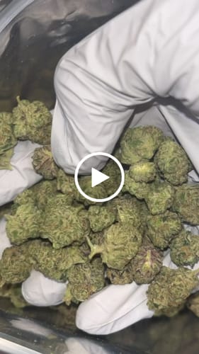 Customer video review of Bulk Indoor THCA Smalls