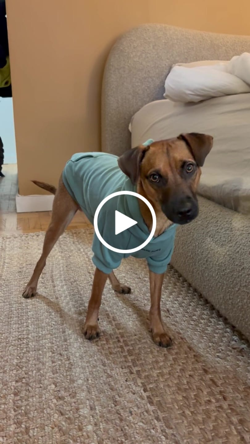 Customer video review of Essential Dog Hoodie - Teal