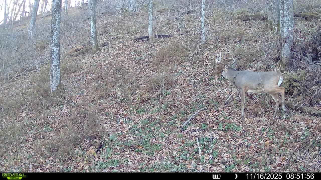 Customer photo review of TACTACAM REVEAL PRO 3.0 Cellular Trail Camera No-Glow IR GPS