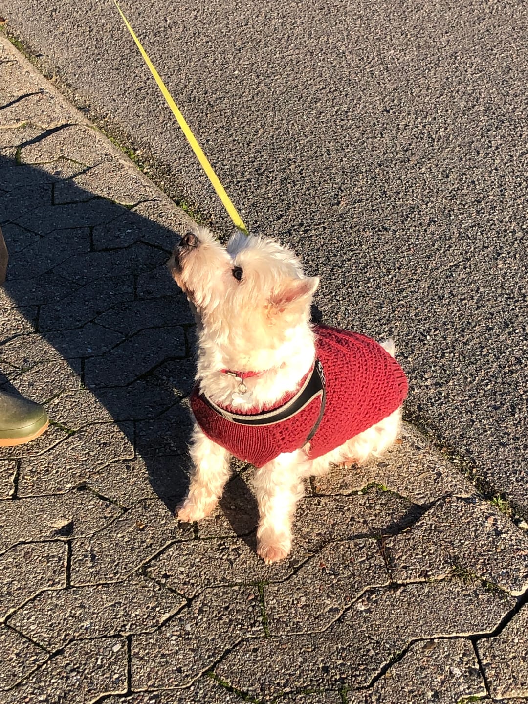 Customer photo review of Dogman - Tyggepinde m. Kylling - 375 gr.