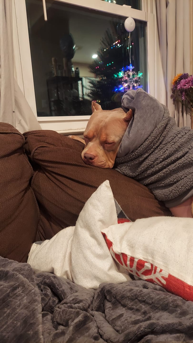 Customer photo review of Teddy Sherpa Dog Jacket - Light Green