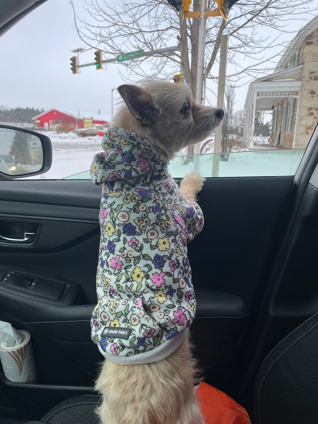Customer photo review of Vintage Flower Dog Hoodie - Light Grey