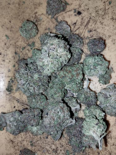 Reviewer shows a pile of fresh High Octane OG buds with green and purple colors.