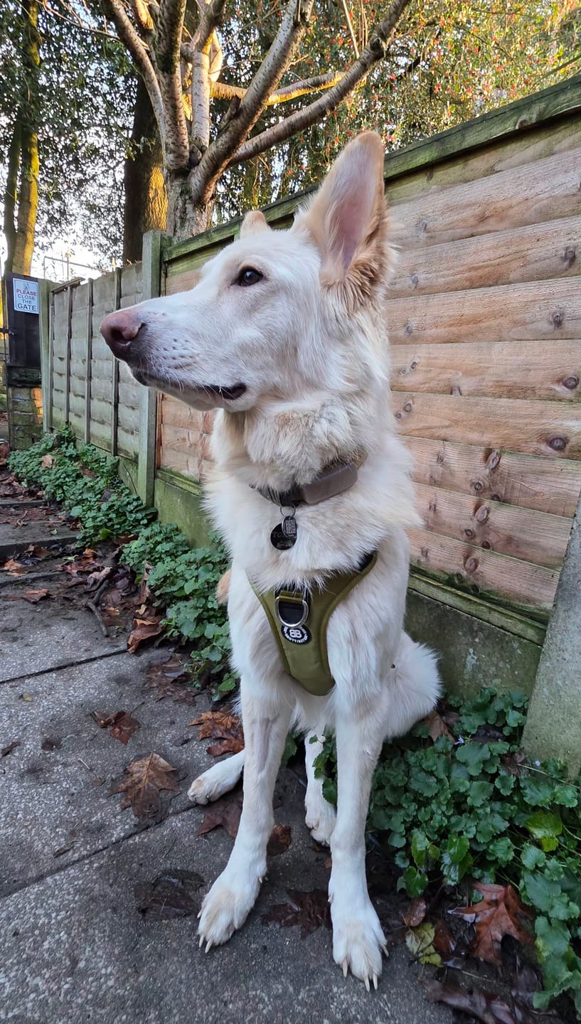 Customer photo review of Anti Pull Hurricane Harness Lighter | With Handle - Olive Green