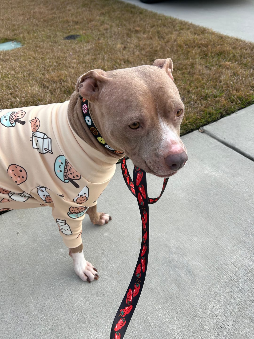 Customer photo review of Dog Pajama - Cookies and Milk