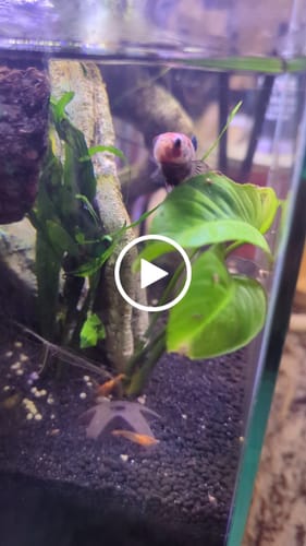 Customer video review of Koi Multicolor Candy Plakat Male Betta Fish | High Grade | Mystery Betta