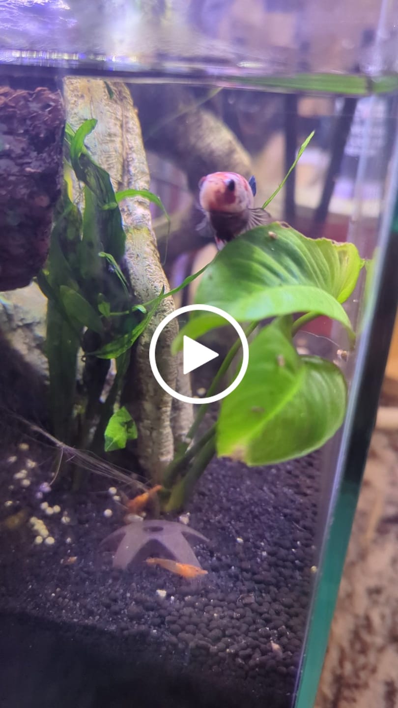Customer video review of Koi Multicolor Candy Plakat Male Betta Fish | High Grade | Mystery Betta