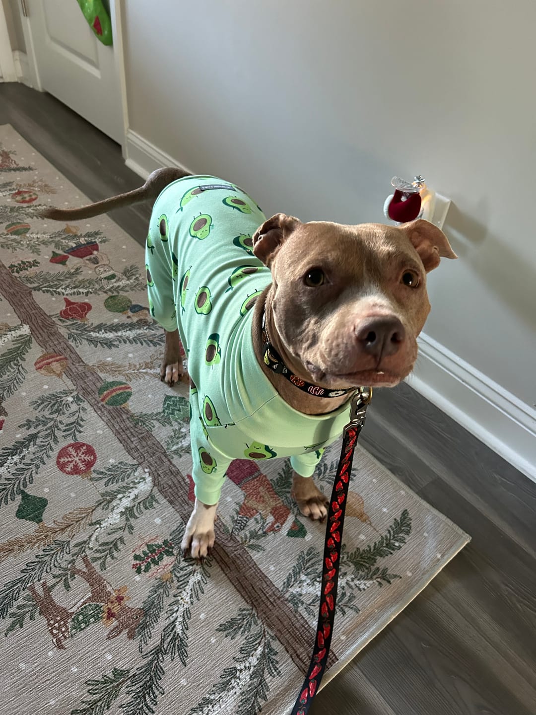 Customer photo review of Dog Pajama - Avocado