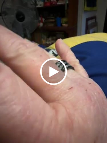 Customer video review of The Hero Company's Don’t Tread On Me Ring- Helps Pair Veterans With A Service Dog Or Shelter Dog