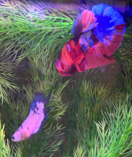 Customer photo review of Multicolor Plakat Male Betta Fish |Show Grade|  You Pick Fish
