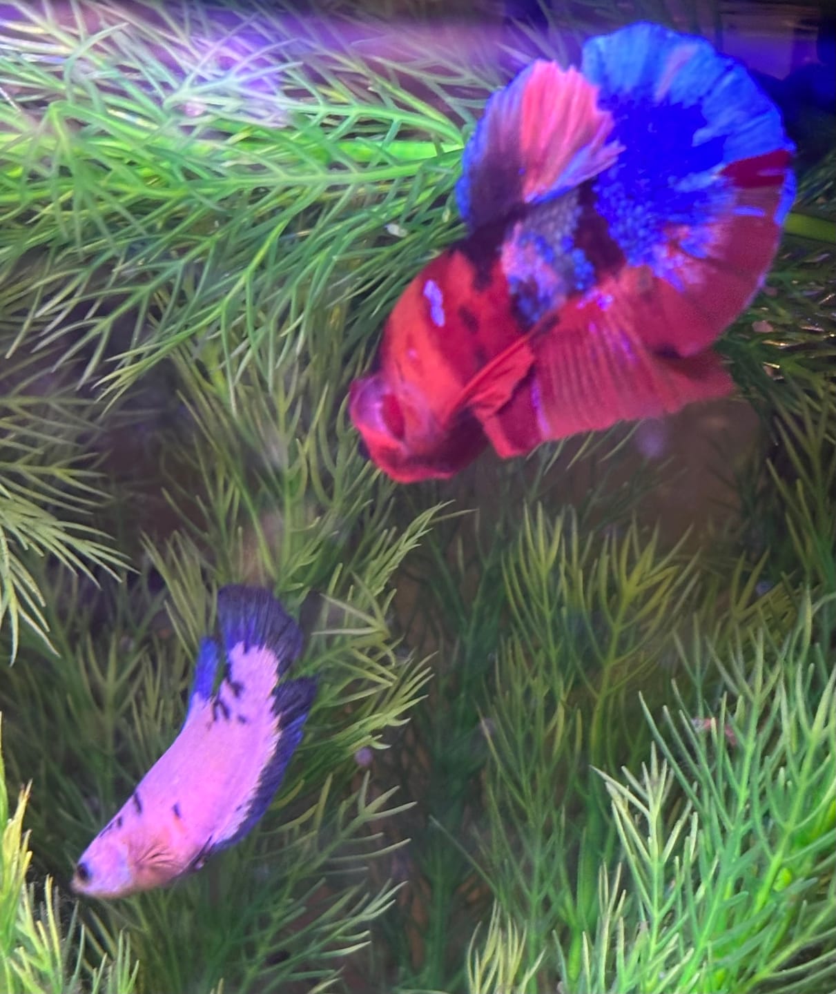 Customer photo review of Multicolor Plakat Male Betta Fish |Show Grade|  You Pick Fish