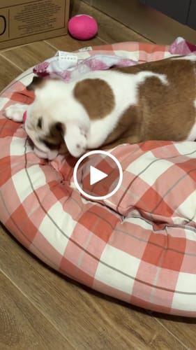 Customer video review of Cuccia Tonda Cotone Panama Scozzese Trama Rosa Pesca