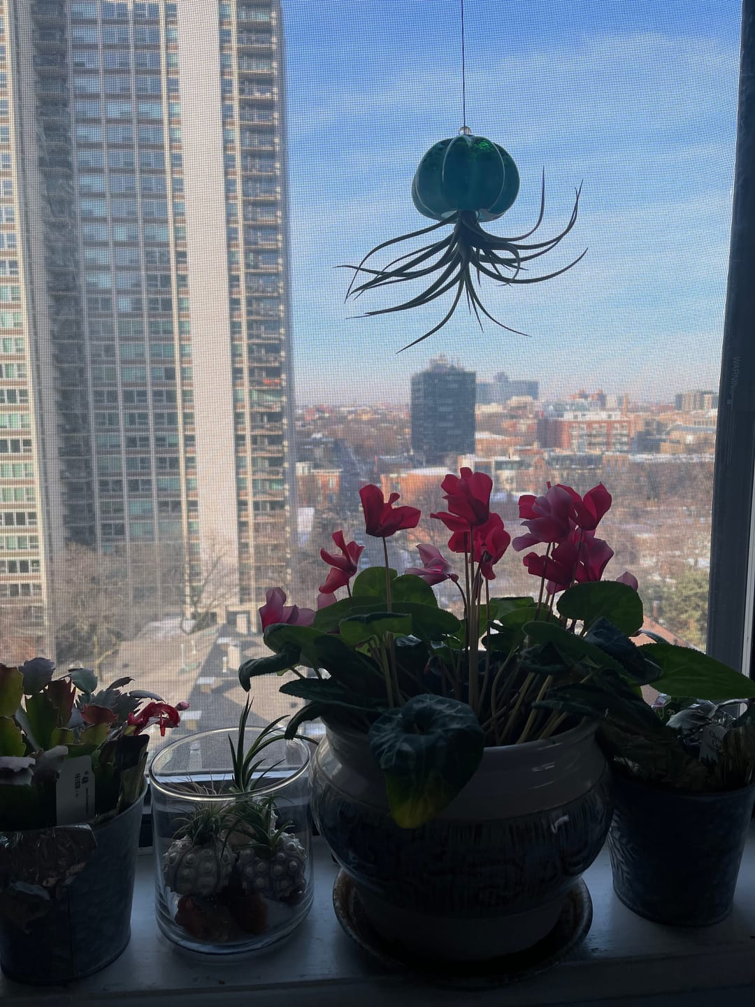 Customer photo review of 10 Pack Premium Air Plants Mix  *Cannot Be Shipped Internationally*