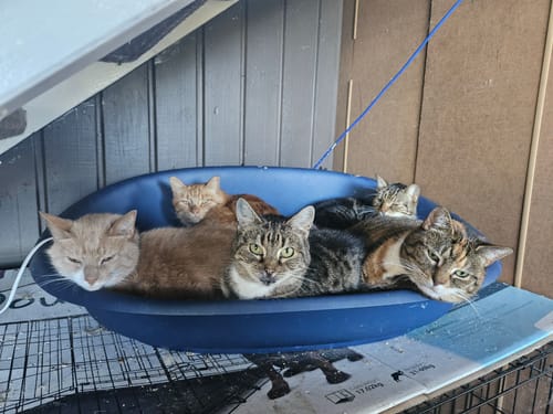 Customer photo review of Fit Litter