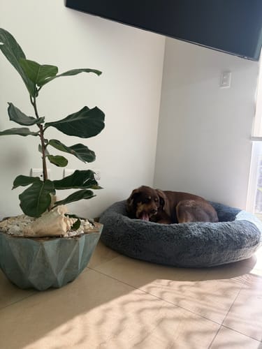 El perro de un cliente duerme profundamente en la suave Cama Antiestrés gris junto a una planta.