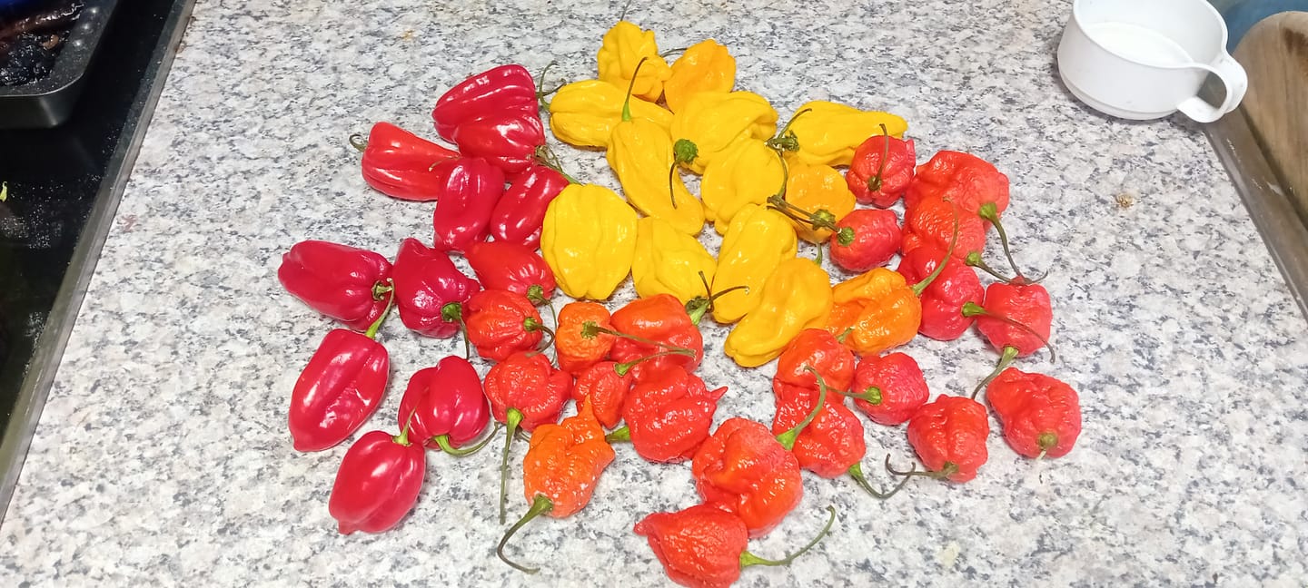 Customer photo review of Frische Carolina Reaper, 100g
