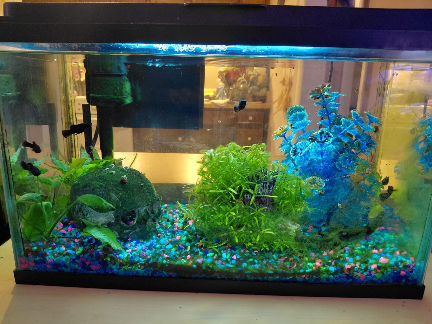Customer photo review of RAMSHORN SNAILS (ASSORTED BLUE, PINK,GREY,GOLD)