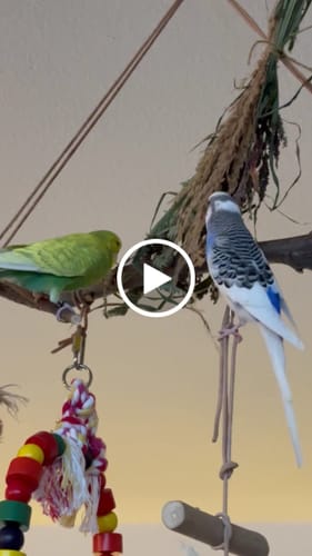 Customer video review of Wildgräserstrauß