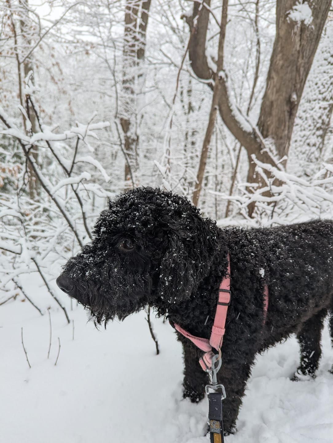 Customer photo review of Farmed Insects formulas / Adult & Puppy