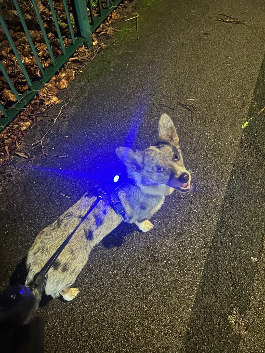 Customer photo review of TrekBright® Dog Safety Light