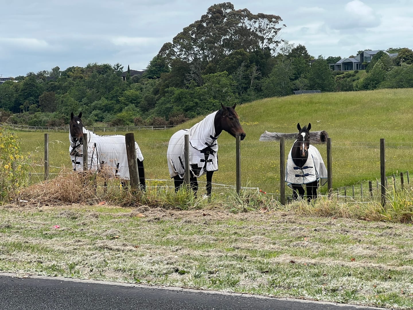 Customer photo review of NZ Tack Supa-Tuff Mesh Fly Combo