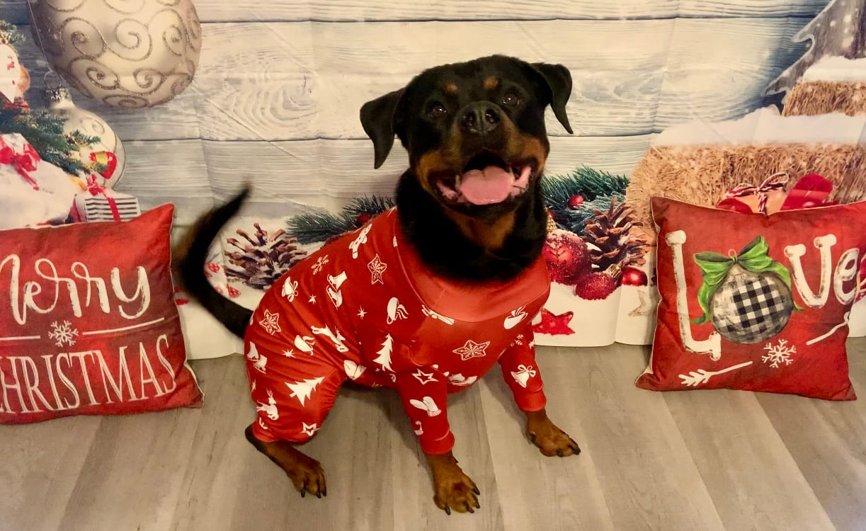 Customer photo review of Christmas Human Pajama Pants