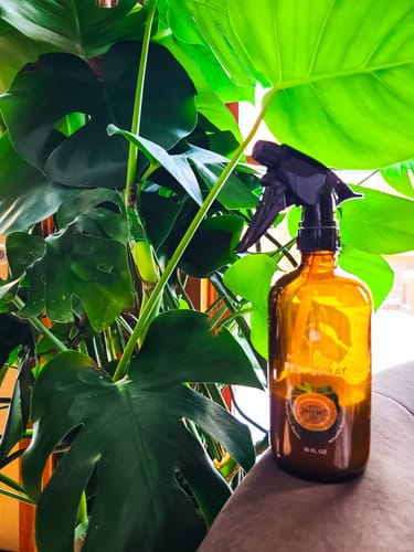Customer's amber Houseplant Pest Spray bottle sitting next to a large, leafy Monstera plant.