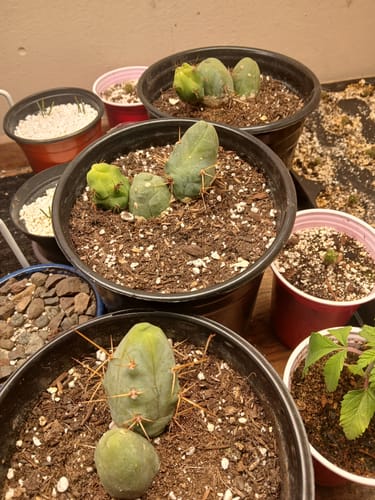 Customer photo review of Trichocereus Bridgesii Monstrose | Short Form | Type B | Penis Cactus