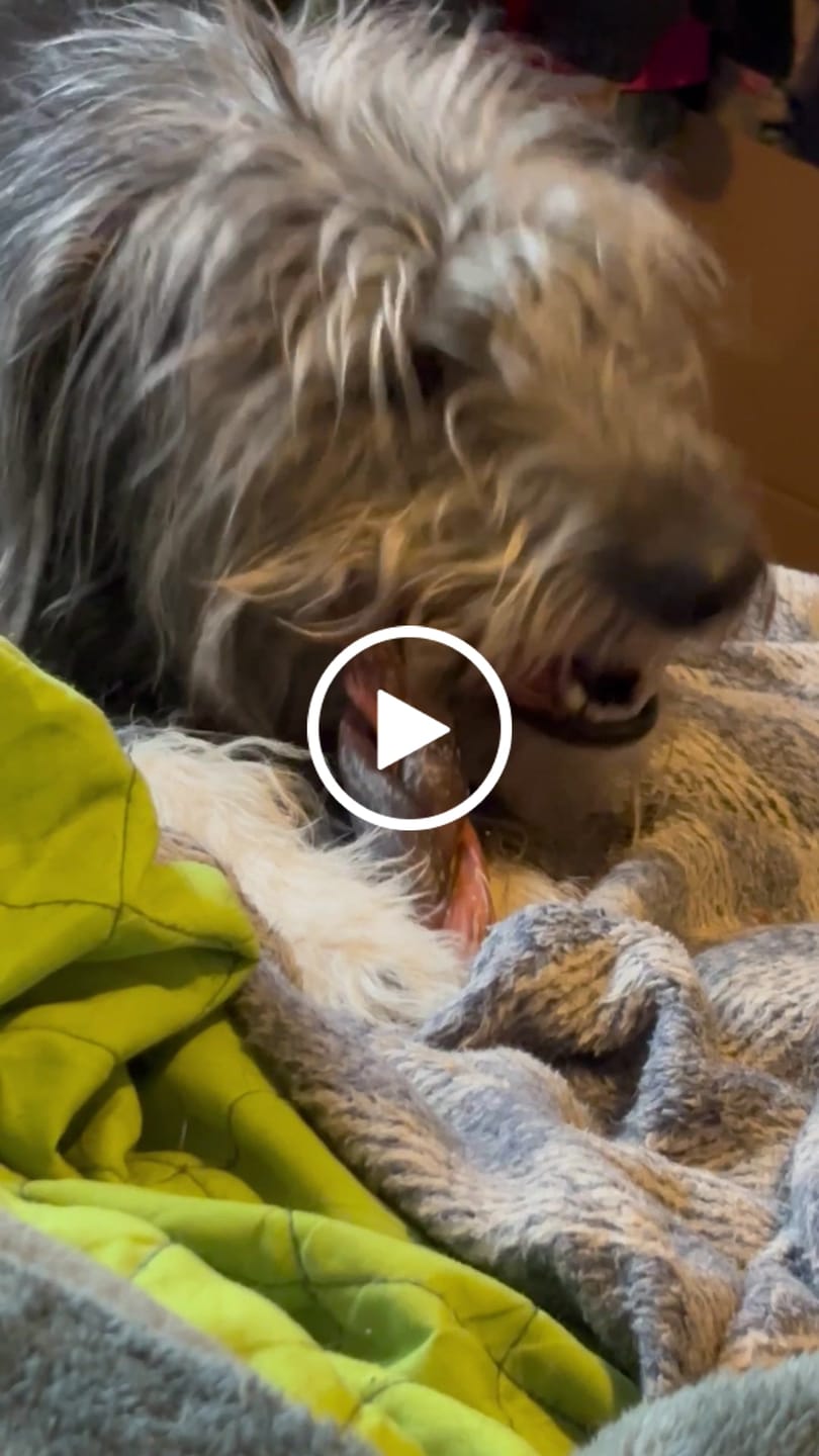 Customer video review of 12 Inch Thick Braided Bully Stick