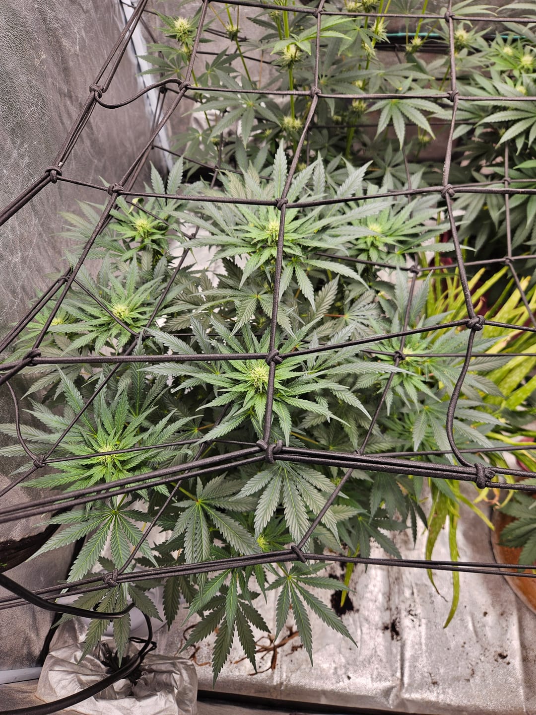 Customer photo review of Sleepy Joe OG Seeds