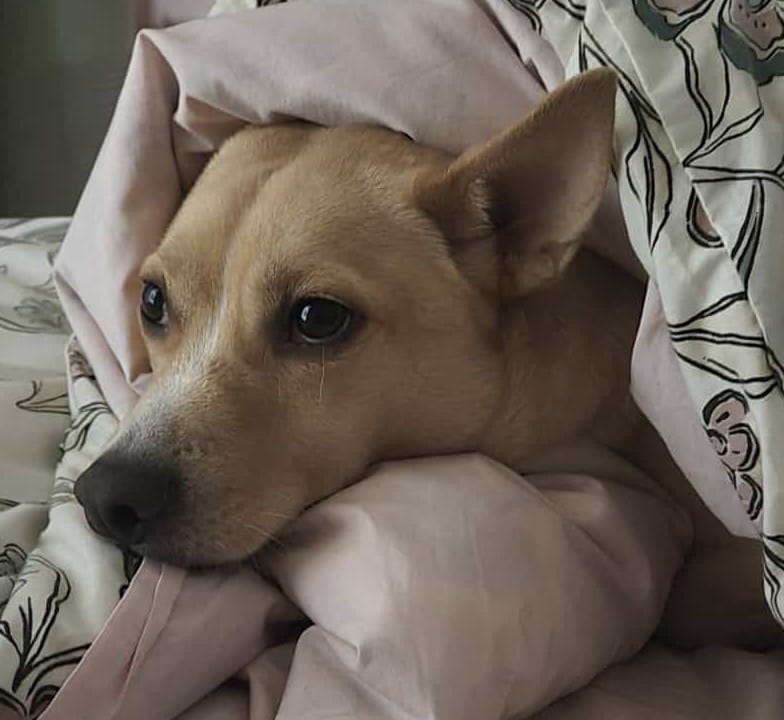 Customer photo review of Livora - Os à mâcher en bois de café pour chien